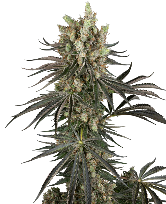 Sensi Seeds Cannabis Seeds Slam Dank Feminizované Sensi Seeds Cannabis Seeds Slam Dank Feminizované