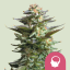 Royal Queen Seeds Cannabisfrø Amnesia Haze Feminiseret