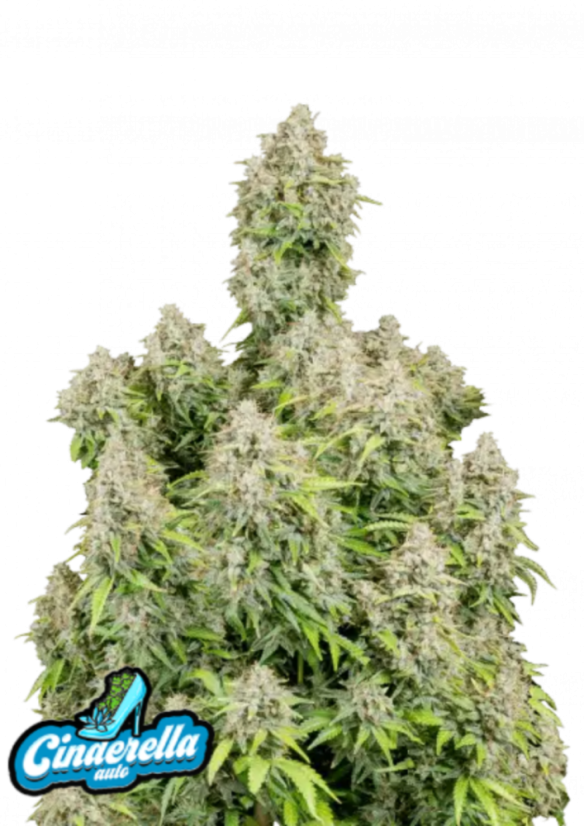 Fast Buds Sjemenke Kanabisa Cinderella Auto