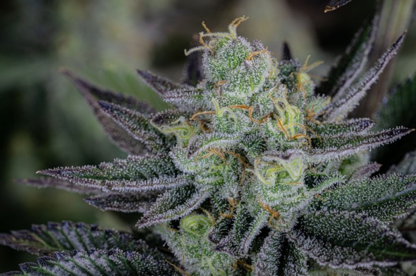 Fast Buds Sjemenke konoplje Gorilla Cookies FF