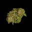 Semințe de canabis Royal Queen Seeds Hyperion F1 Auto