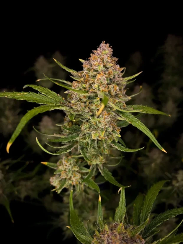 Fast Buds Sjemenke konoplje Guava Auto