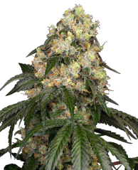 Sensi Seeds Semințe de canabis White Biscotti OG XXL feminizate de White Label, 3-10 buc.