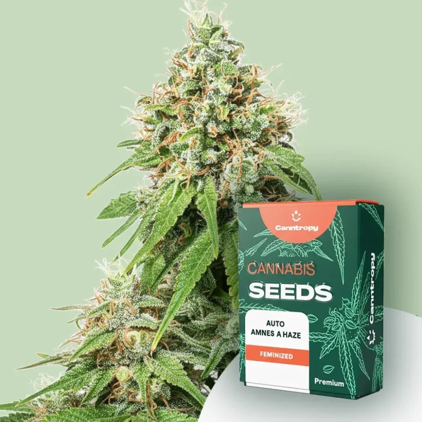 Canntropy Seeds Auto Amnesia Haze (Auto-înflorire)