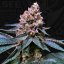 T.H.Seeds™ Cannabis Seeds Bastards Line: Black Apple Hitchcock, 6+1 specialpack, feminiserad