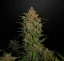 Fast Buds Sjemenke konoplje Limun AK Auto