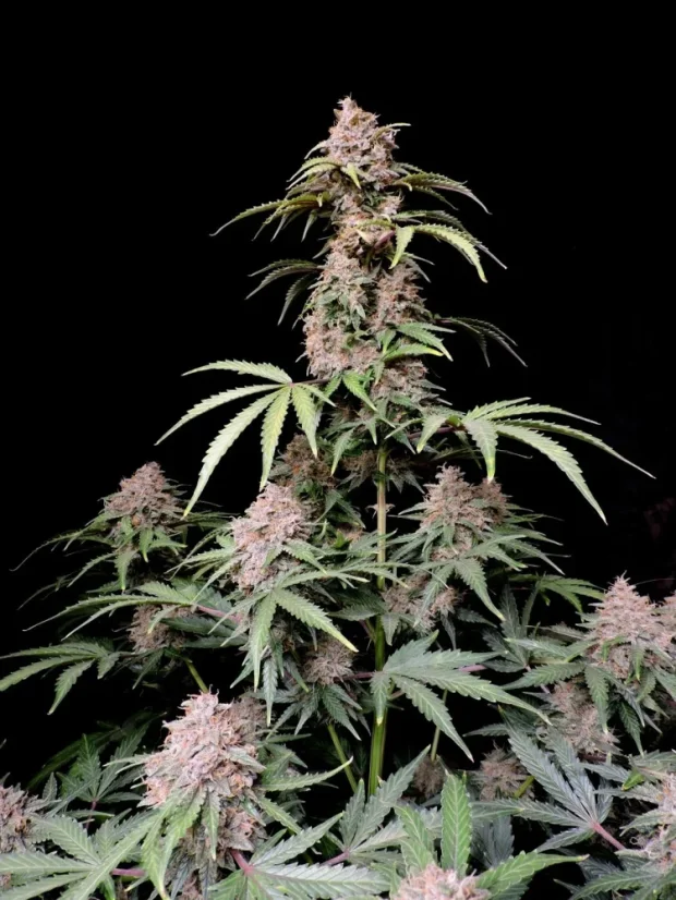 Fast Buds Semi di Cannabis Amnesia Zkittlez Auto