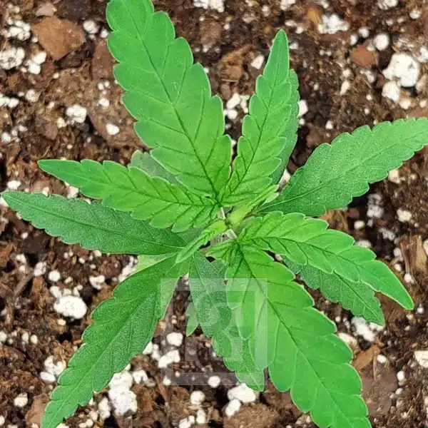 Blimburn Seeds Seminte de Cannabis Mamba Negra CBD Feminizate