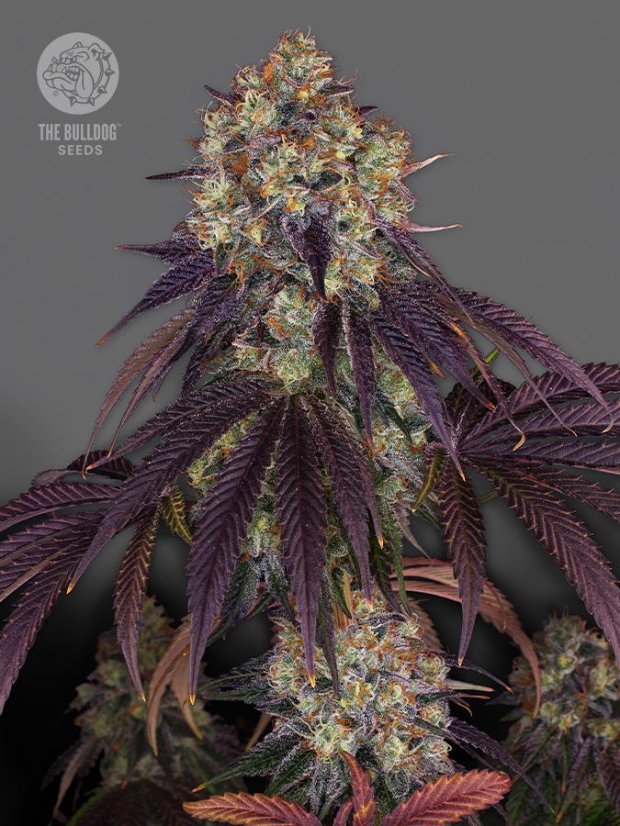 The Bulldog Seeds The Bulldog Gelato 17 feminizované, 3 a 5 ks