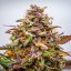 Royal Queen Seeds Semințe de canabis Bubble Kush Auto