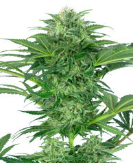 Sensi Seeds Hanfsamen Skunk Dream CBD Feminisiert, 3-10 Stk
