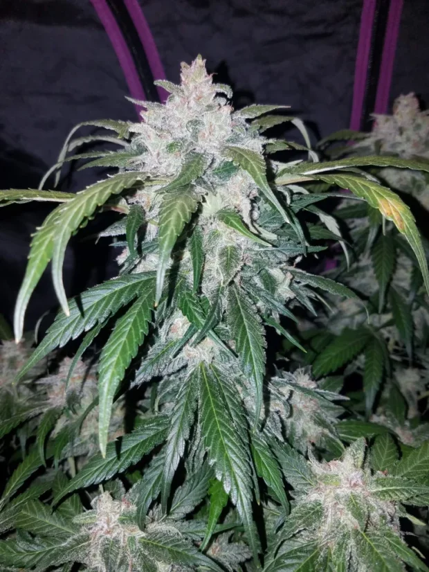 Fast Buds Sjemenke konoplje Tangie Auto
