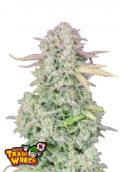 Fast Buds Semi di Cannabis Trainwreck Auto