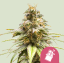 Royal Queen Seeds Seminte de canabis Chocolate Haze feminizate