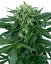Sensi Seeds Cannabis Seeds Sensi Amnesia Automatic Feminized, 3-10 kpl