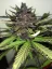 Fast Buds Sjemenke konoplje C4 Auto