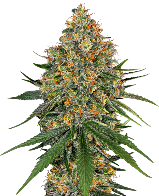 Sensi Seeds Seminte de canabis White Cheese feminizate de White Label, 3-10 buc