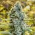 Silent Seeds Klassiset kannabiksen siemenet Moby Dick Feminized