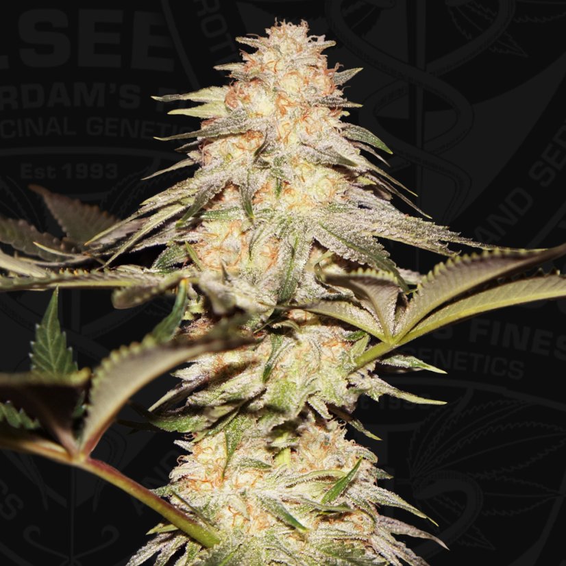 T.H.Seeds™ Cannabis Seeds BubbleBananaGum, 6+1 specialpakke, feminiseret