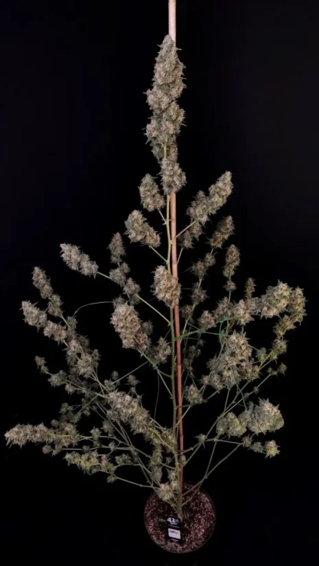 Fast Buds Sjemenke Kanabisa Cheese Auto