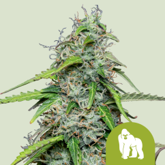 Royal Queen Seeds Sjemenke konoplje Royal Gorilla Auto