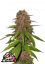 Fast Buds Sjemenke konoplje C4 Auto