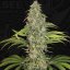 T.H.Seeds™ Cannabis Seeds SAGE™ CBD, 5+1 pakkaus, feminisoitu