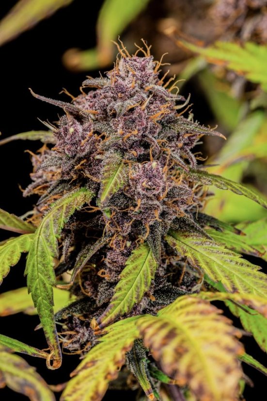 Fast Buds Cannabis Seeds Lemon Cherry Cookies Auto