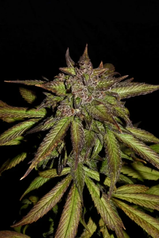 Fast Buds Автозаправка з насінням канабісу