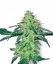 Sensi Seeds Seminte de canabis White Skunk Regular by White Label, 10 buc