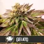 Blimburn Seeds Cannabisfrön Gelato Feminiserade