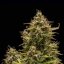 Royal Queen Seeds Graines de cannabis Blue Cheese Auto