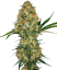 Sensi Seeds Semințe de canabis Hindu Kush® Regular, 10 buc