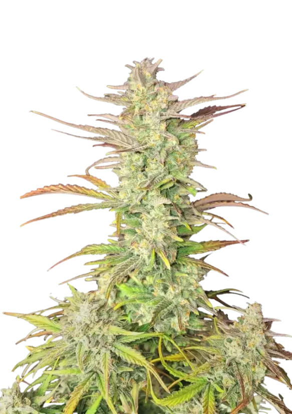 Fast Buds Semi di cannabis Z-Up autofiorenti