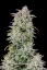 Fast Buds Semi di Cannabis Forbidden Runtz Auto
