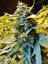 T.H.Seeds™ Seminte de canabis Auto Northern HOG™, pachet 6+1, feminizate