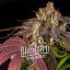Blimburn Seeds Sementes de Cannabis Pink Runtz Feminizada