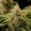 Royal Queen Seeds Семена от канабис Medusa F1 Auto