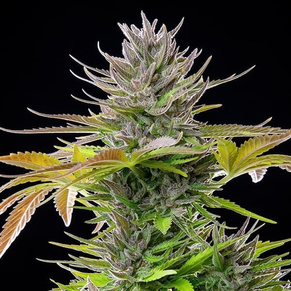 Royal Queen Seeds Semințe de canabis AMG feminizate