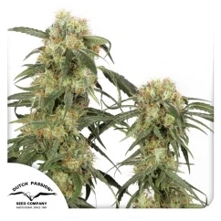 Dutch Passion Semințe de canabis Pamir Gold® feminizate