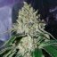 Silent Seeds Seminte exotice de canabis Gorilla Frost feminizate