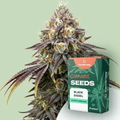 Canntropy Seeds Black Diesel (Feminized)