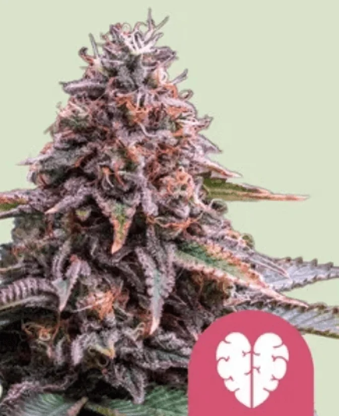 Royal Queen Seeds Graines de cannabis Pink Mist féminisées