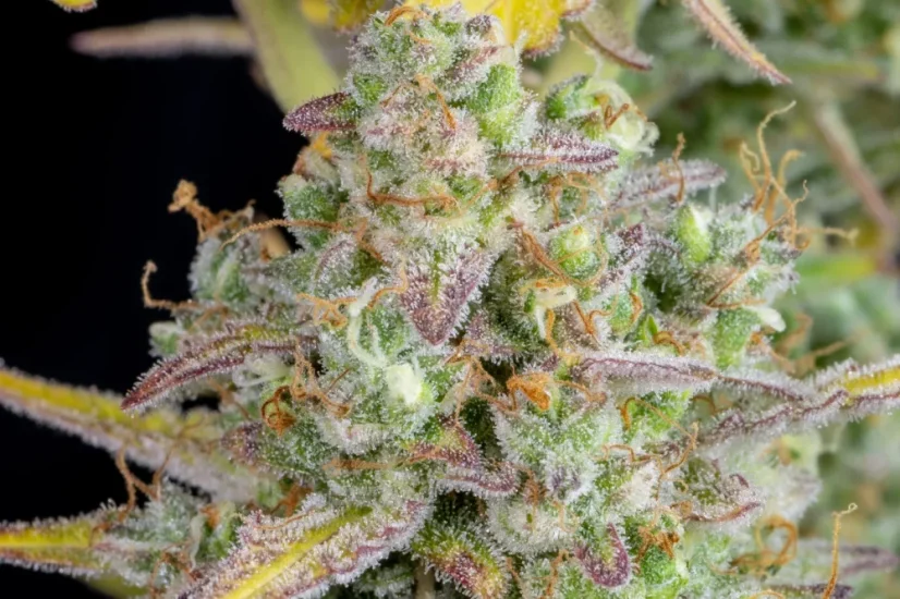 Fast Buds Semi di Cannabis Wedding Cheesecake Auto