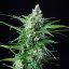 Royal Queen Seeds Semi di cannabis Royal AK Auto