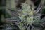 Fast Buds Sjemenke konoplje Gorilla Cookies FF