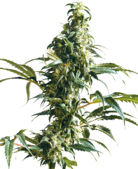 Sensi Seeds Semințe de canabis Mexican Sativa® Regular, 10 buc