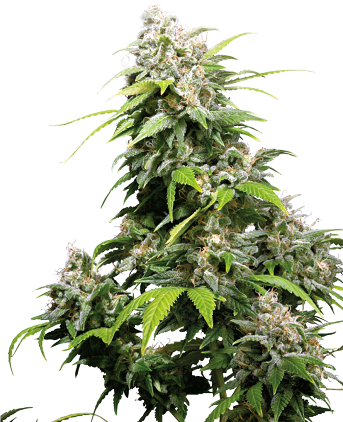 Sensi Seeds Seminte de canabis California Indica® feminizate, 3-10 buc.