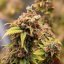 Royal Queen Seeds Seminte de canabis Shogun feminizate