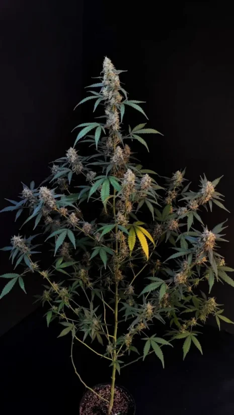 Fast Buds Biji Ganja BubbleGum Auto